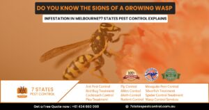 wasp control in Melbourne