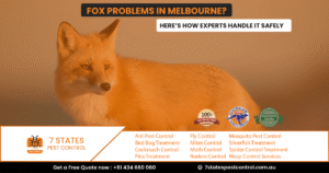 Fox Removal Services in Melbourne