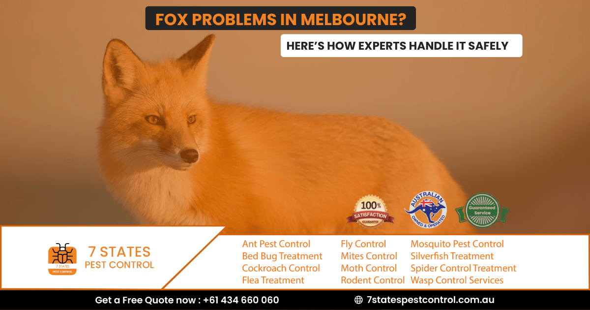 Fox Problems in Melbourne? Here’s How Experts Handle It Safely