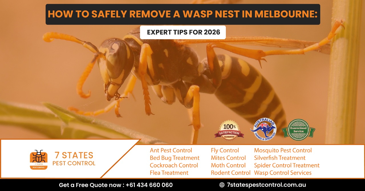 Wasp Nest Removal