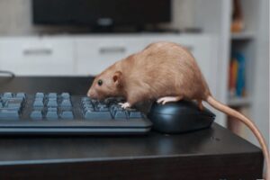 Office Pest Control Melbourne