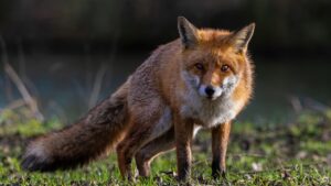 Fox Removal Services in Melbourne
