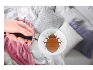 Bed Bug Pest Control Melbourne