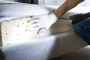 Bed Bug Pest Control Melbourne
