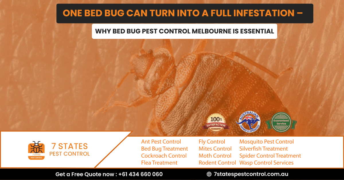 spider control services