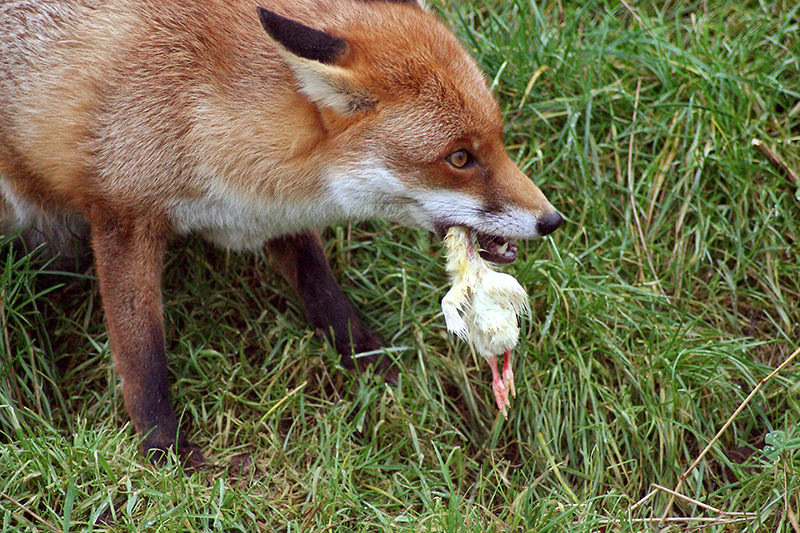 fox attacking chickens