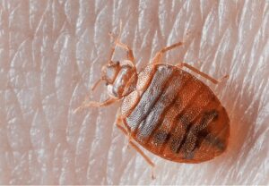 bed bug pest control Melbourne