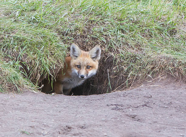 fox den burrow