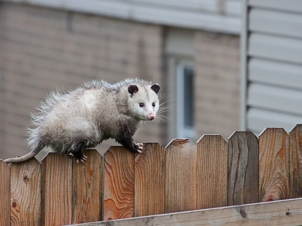 Possums Coming Onto Your Property