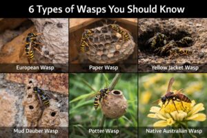 wasp nest control melbourne
