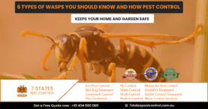 Learn about 6 types of wasps and how pest control keeps your home and garden safe. Get expert wasp nest control services in Melbourne for a wasp-free environment.
