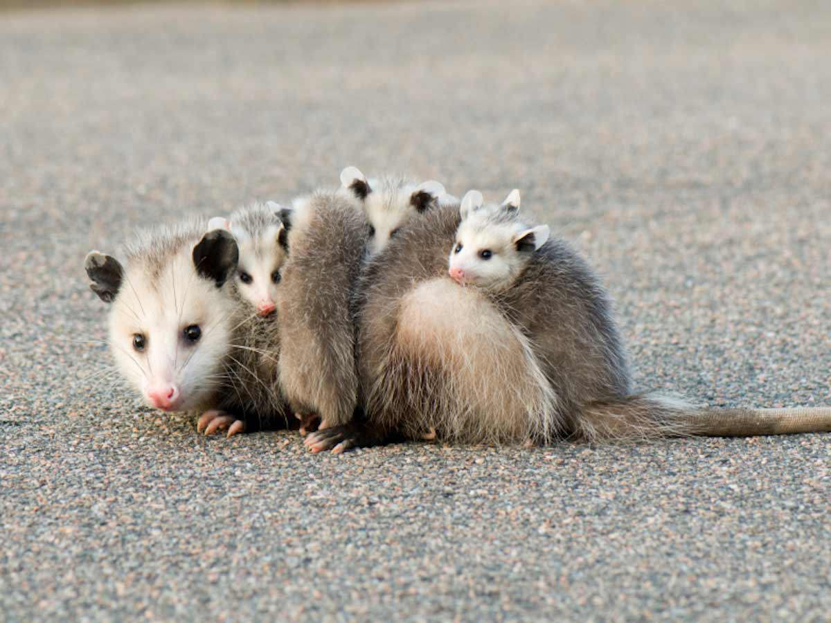 Possum Nesting & Breeding