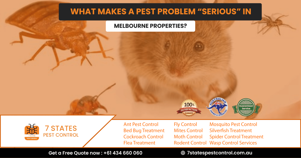 What Makes a Pest Problem “Serious” in Melbourne Properties?