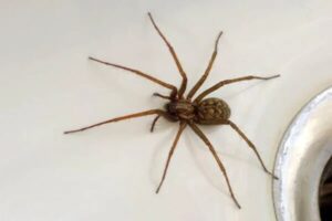 Spider Pest Control Melbourne
