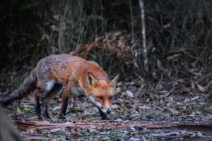  Fox Pest Control Melbourne 