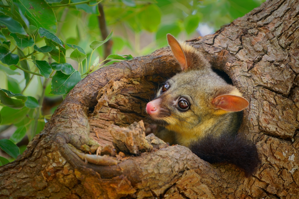 Possoum Control Melbourne