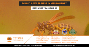 Wasp Nest Melbourne