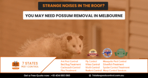 Possum Removal Melbourne