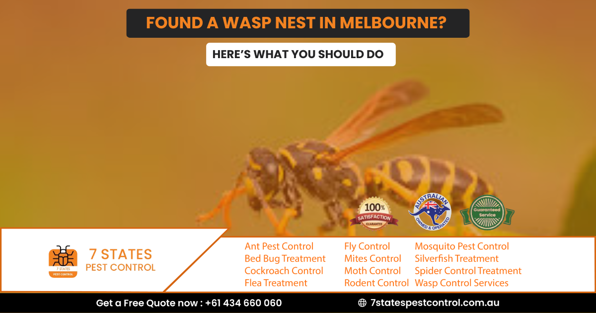 Found a Wasp Nest in Melbourne? Here’s What You Should Do