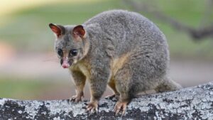  Possum Removal Melbourne