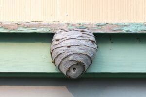 Wasp Nest Melbourne