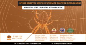 spider removal service