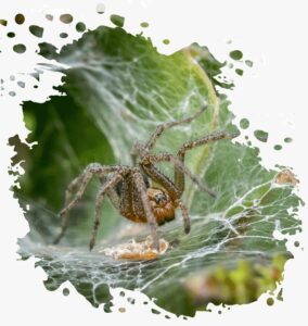 spider removal service