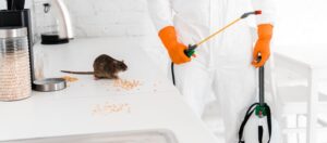 pest control melbourne rats
