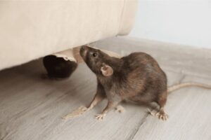 pest control melbourne rats