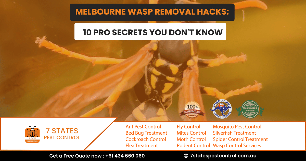 Melbourne Wasp Removal Hacks: 10 Pro Secrets You Don’t Know