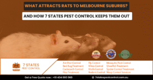 rodent pest control melbourne