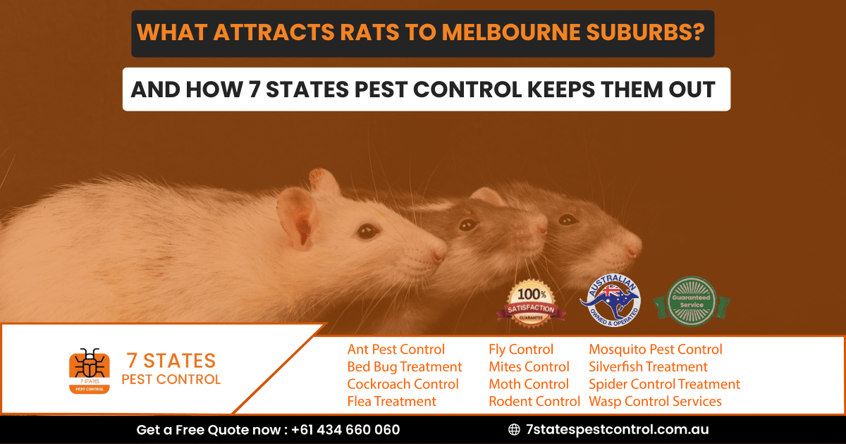 What Attracts Rats to Melbourne Suburbs? And How 7 States Pest Control Keeps Them Out