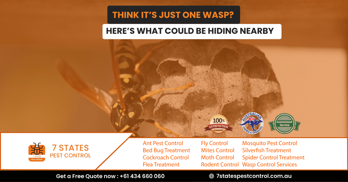 Think It’s Just One Wasp? Here’s What Could Be Hiding Nearby