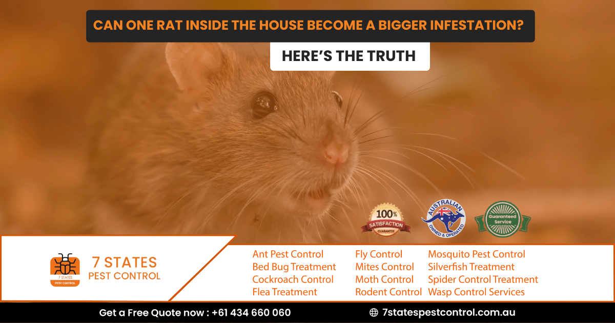 Can One Rat Inside the House Become a Bigger Infestation? Here’s the Truth