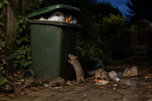 rodent pest control melbourne