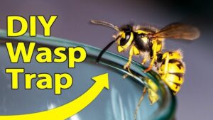 melbourne wasp removal