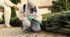 Pest Control Melbourne 