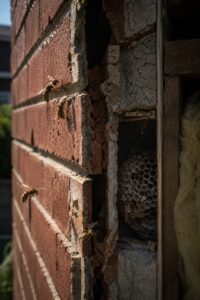 Wasp Removal Melbourne: 