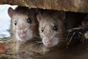 mice pest control melbourne