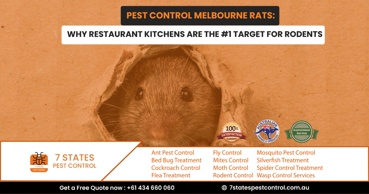 Pest Control Melbourne Rats: Why Restaurant Kitchens Are the #1 Target for Rodents