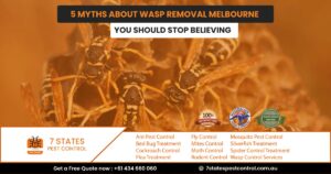 wasp nest melbourne