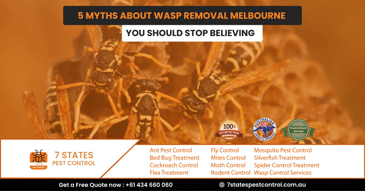 5 Myths About Wasp Removal Melbourne You Should Stop Believing