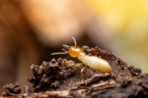 termite pest control