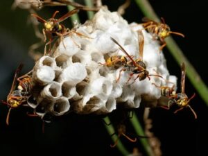 wasp nest melbourne