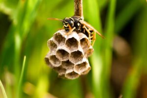 wasp nest melbourne