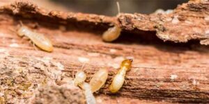 termite removal melbourne