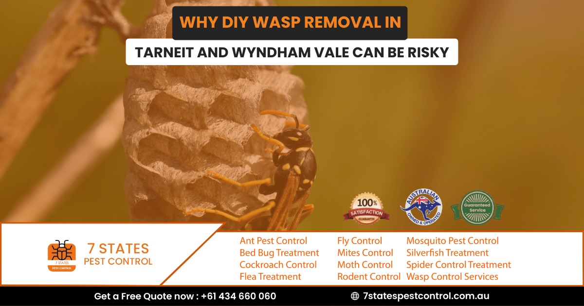 Why DIY Wasp Removal in Tarneit and Wyndham Vale Can Be Risky
