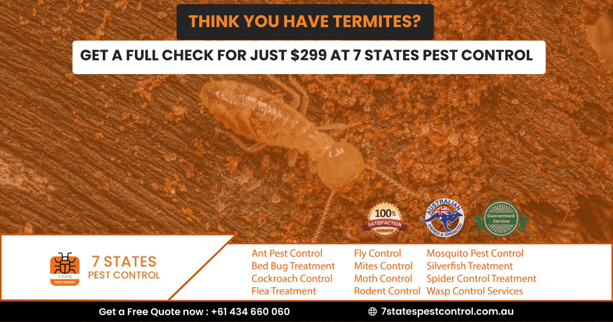 Think You Have Termites? Get a Full Check for Just $299 at 7 States Pest Control