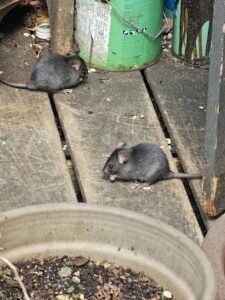 professional pest control melbourne