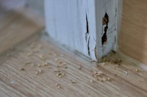 termite inspection & report